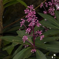 Ardisia rothii A.DC.